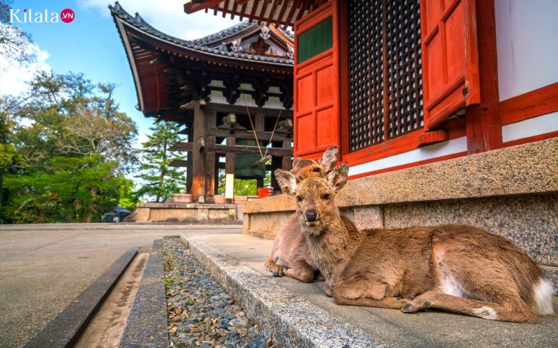 nai-chua-todaiji-tinh-nara nai-chua-todaiji-tinh-nara